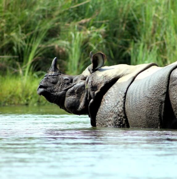 Chitwan Jungle Safari - Travel Package in Nepal