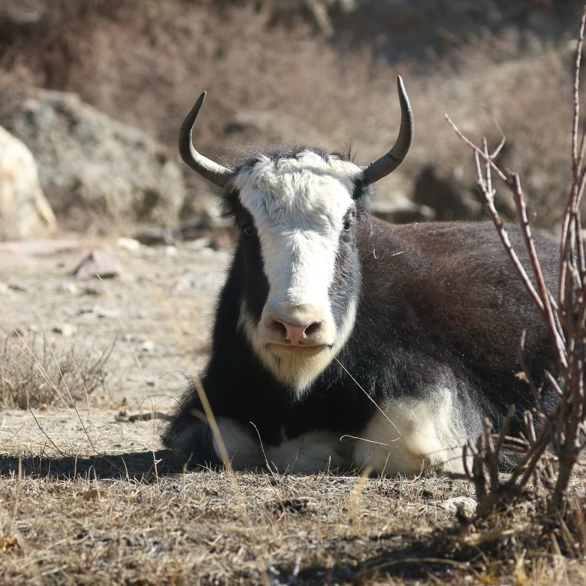Manang 1