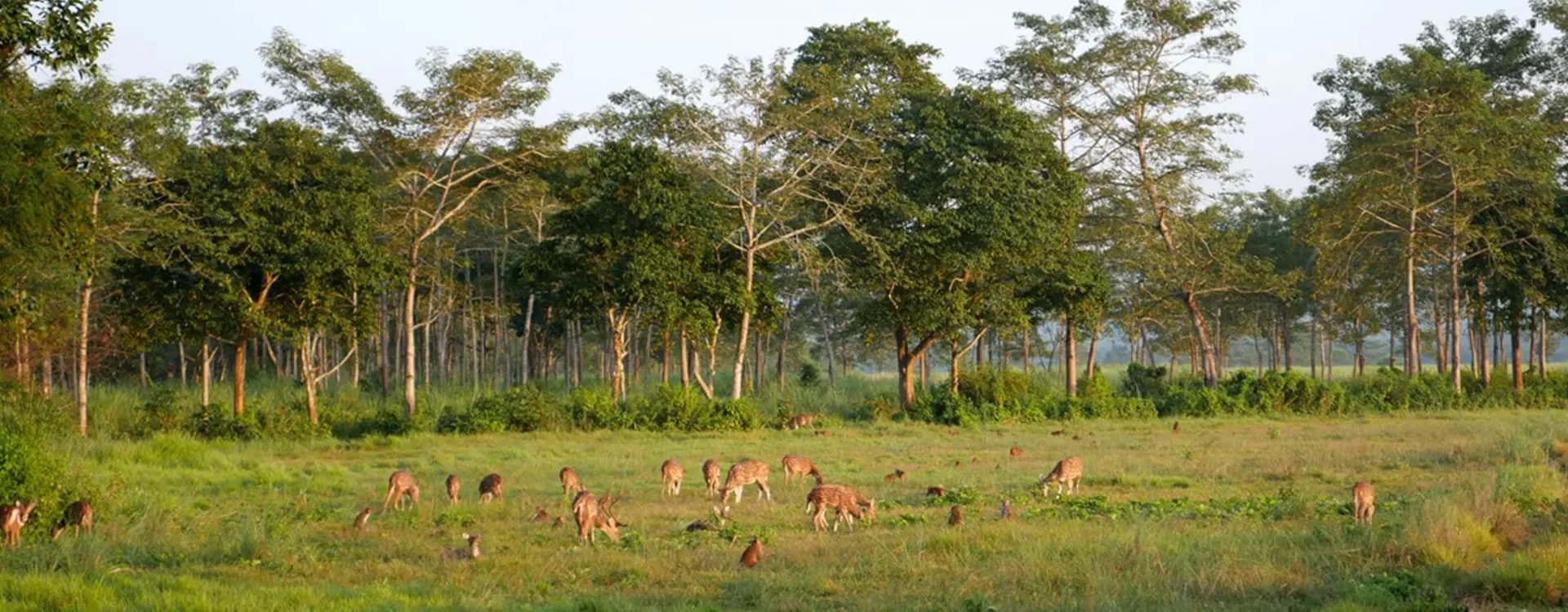 Chitwan: The Unmatched Wilderness Experience Awaits You