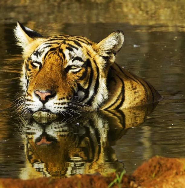 Chitwan Jungle Safari - Travel Package in Nepal