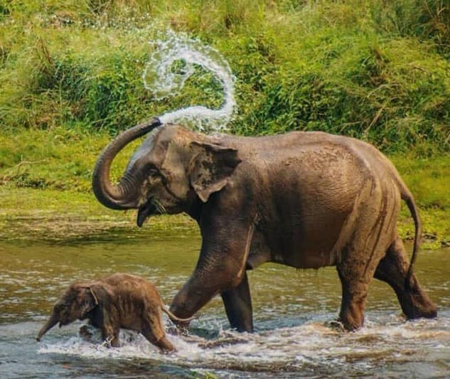 Chitwan: The Unmatched Wilderness Experience Awaits You