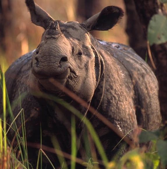 Kathmandu Chitwan Tour